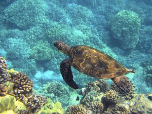 sea turtle, swimming in the clear Caribbean Sea