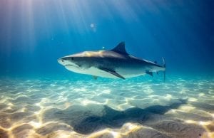 facts about tiger sharks