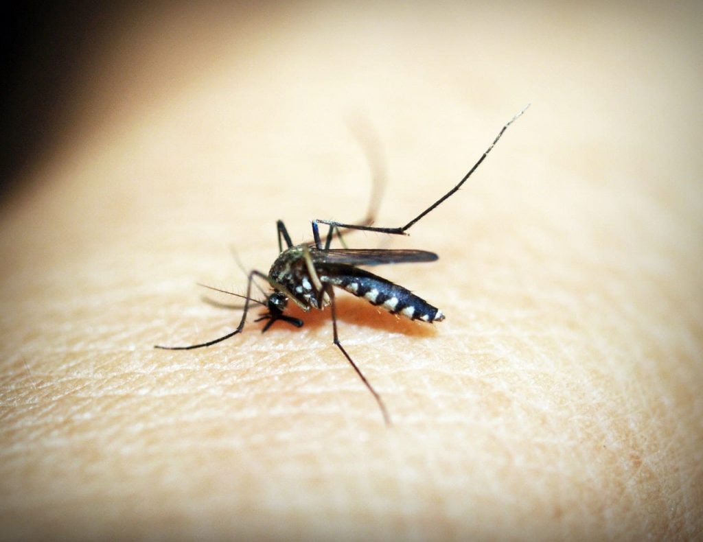 interesting facts about Mosquitos