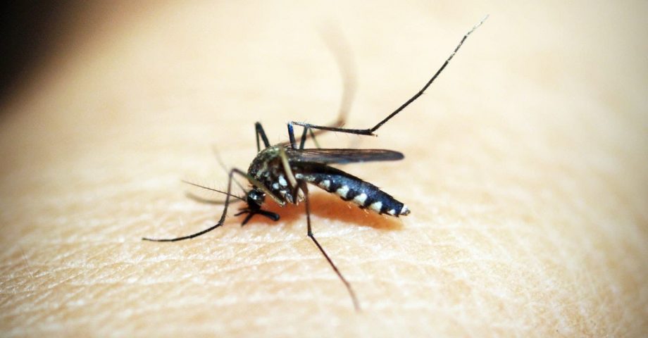 interesting facts about Mosquitos