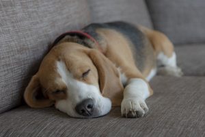 a beagle dog asleep, dreaming 