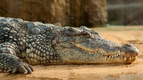interesting facts about Crocodiles