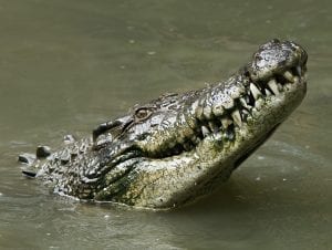 crocodile head coming out of the water