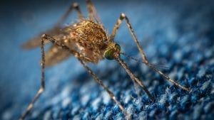 a mosquito trying to get blood through denim