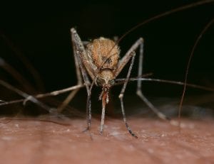 a mosquito injecting itself in to the skin