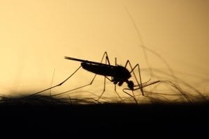 a sinister silhouette image of a mosquito drinking blood 