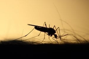 mosquito facts