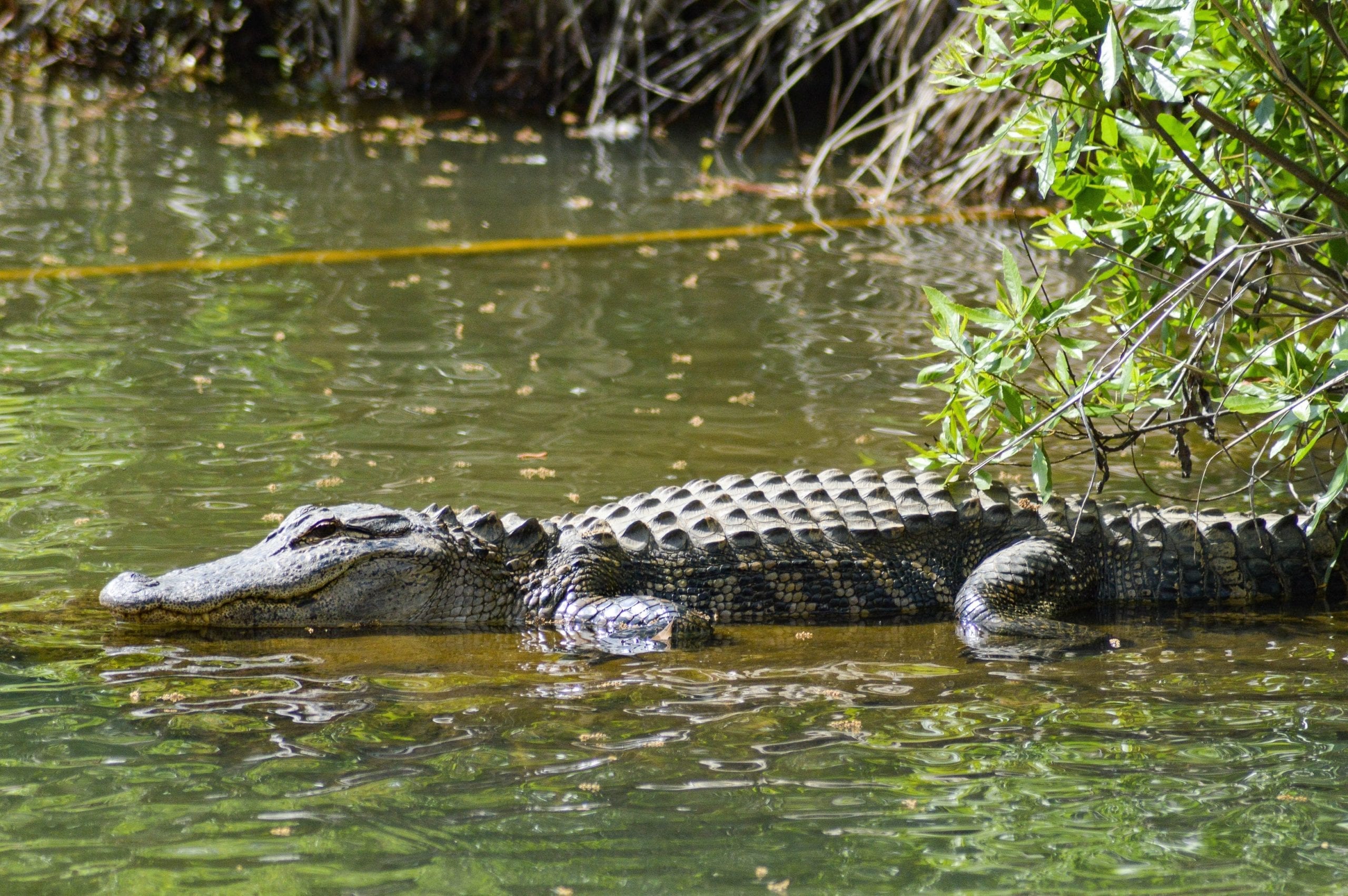 an alligator