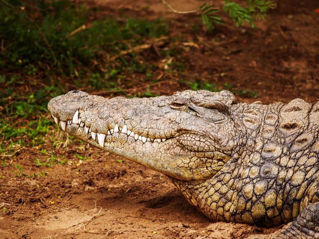 differences between alligator and crocodile