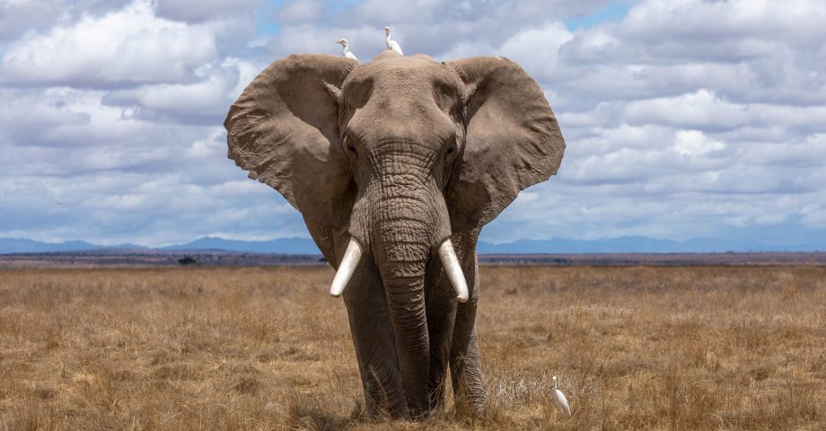 a huge African elephant