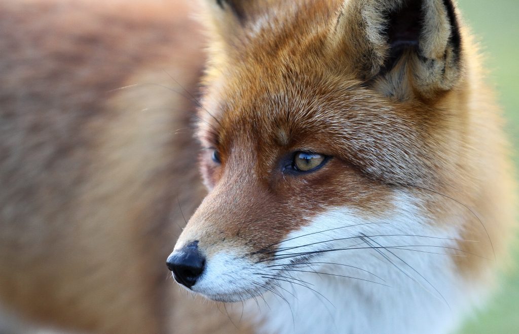 facts about foxes