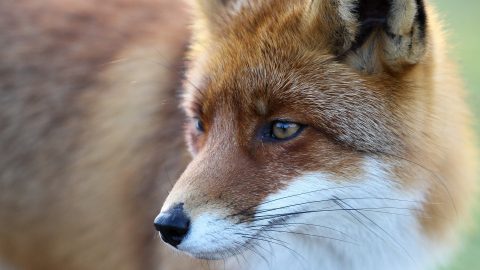 facts about foxes