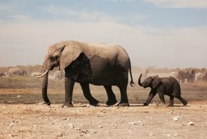 interesing facts about elephants