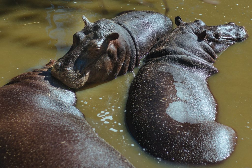 interesting facts about Hippopotamuses