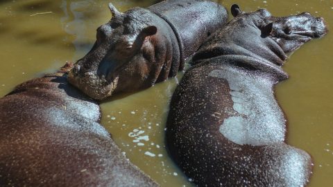 interesting facts about Hippopotamuses