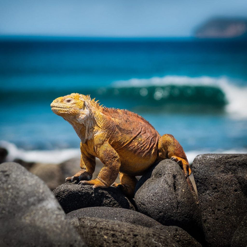 interesting facts about the Galapagos Islands