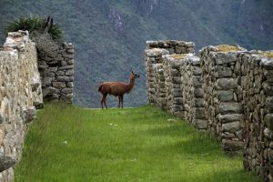 Fun Facts about Machu Picchu