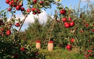 an apple orchard at harvest time