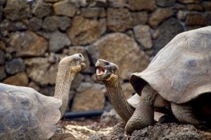 Facts about Galápagos Islands