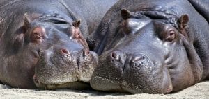 Facts about Hippos