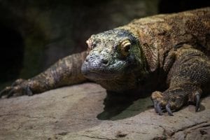 A Komodo dragon, Indonesia