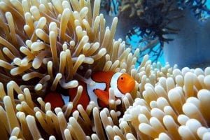 A clown fish hiding in anemone coral