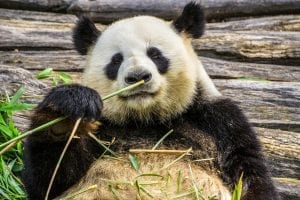 a Giant Panda eating its usual diet of bamboo
