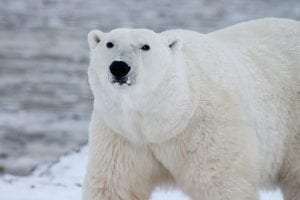 Polar Bear sniffing the air