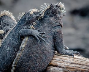 cute picture of Iguanas hugging