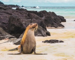 Galápagos Islands Sealions