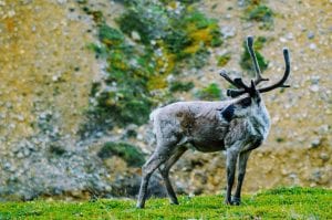 Fun facts about Alaska