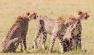 A cheetah family