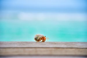 a Hermit Crab