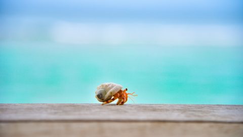 a Hermit Crab