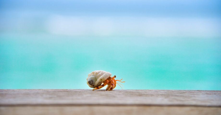 a Hermit Crab