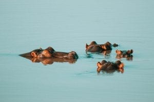 Bathing hippos