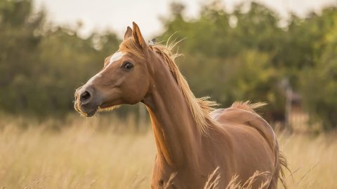 facts about Horses