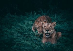 facts about Lions