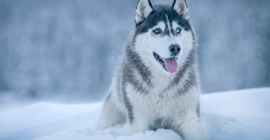 facts about Siberian huskies