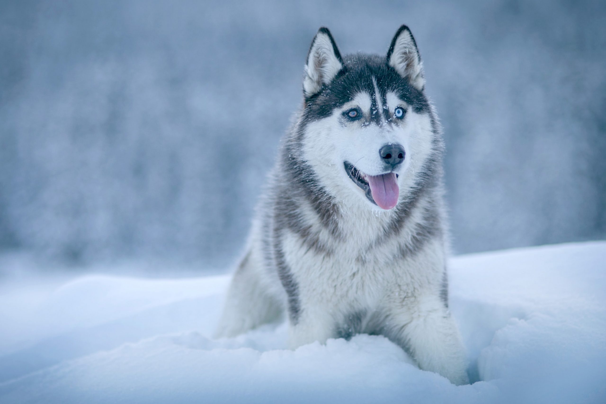 10 Sensational Facts On Siberian Huskies Facts