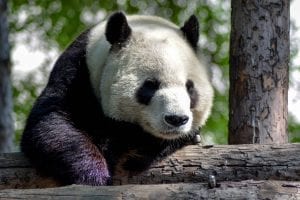 A giant panda doing a bit of tree climbing