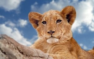 facts about lion cubs