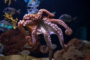 facts about octopus