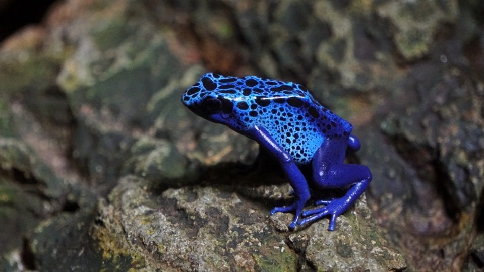 Poison Dart Frogs Fact City