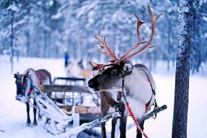 facts about reindeer