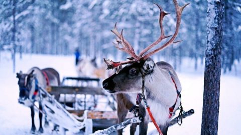 facts about reindeer
