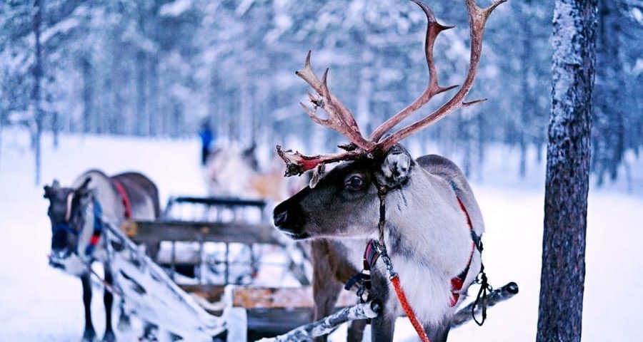 facts about reindeer