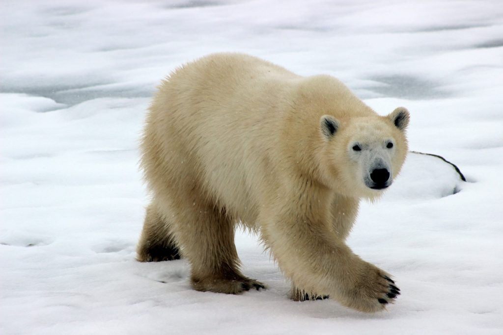 facts about the Polar Bear