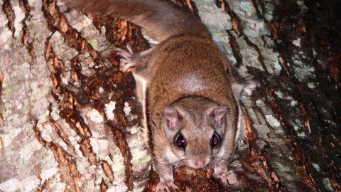 facts about the flying squirrel