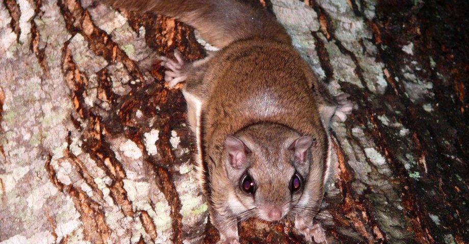 facts about the flying squirrel